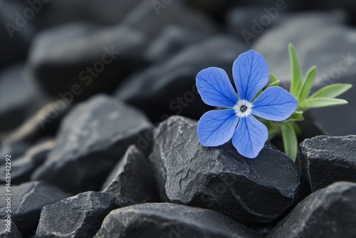 Obraz na płótnie Blue flower growing from pile of dark stones, close up, beautiful. Symbolizes strength, resilience, and hope in challenging situations. w salonie