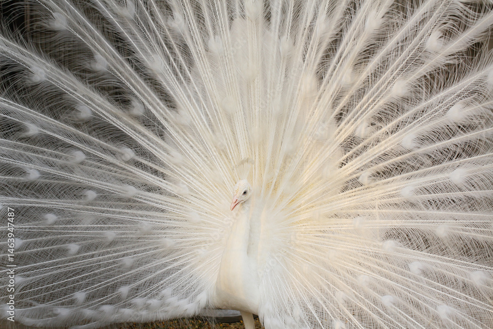 Obraz premium White peafowl, also called albino.