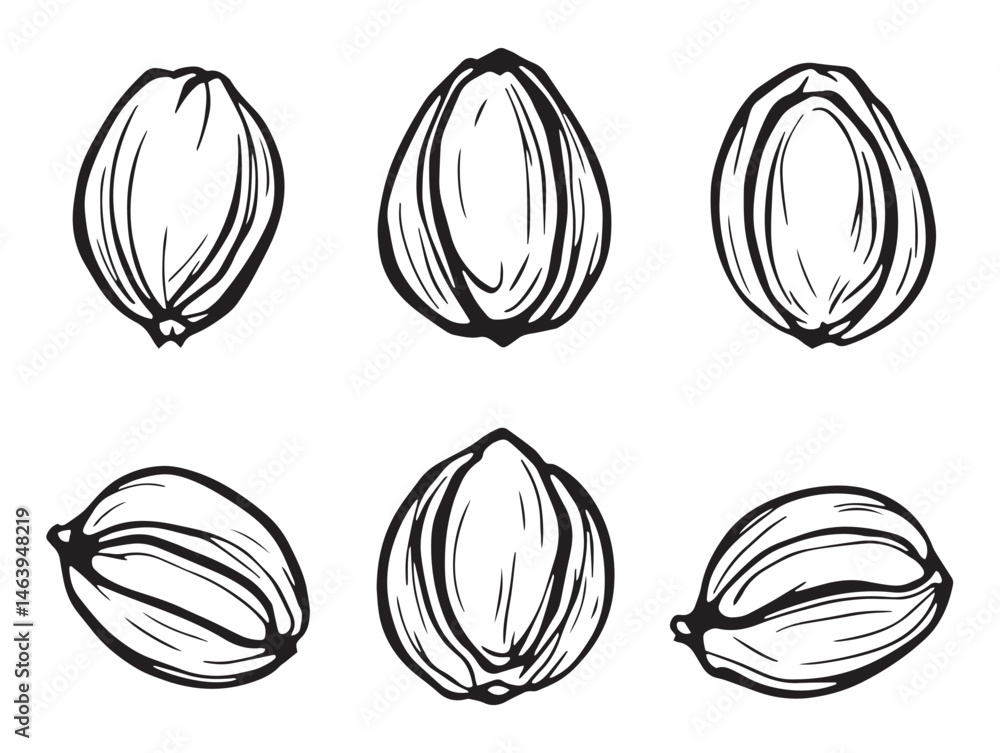 Fototapeta premium simple pistachio sketch on white background for modern design