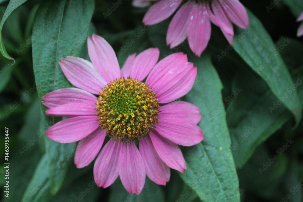 Obraz premium pink flower