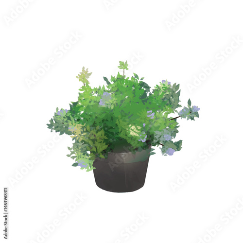 Watercolor illustration of Plumbago auriculata in a black pot. Beautiful flowering houseplant suitable for botanical decor and nature-themed designs.