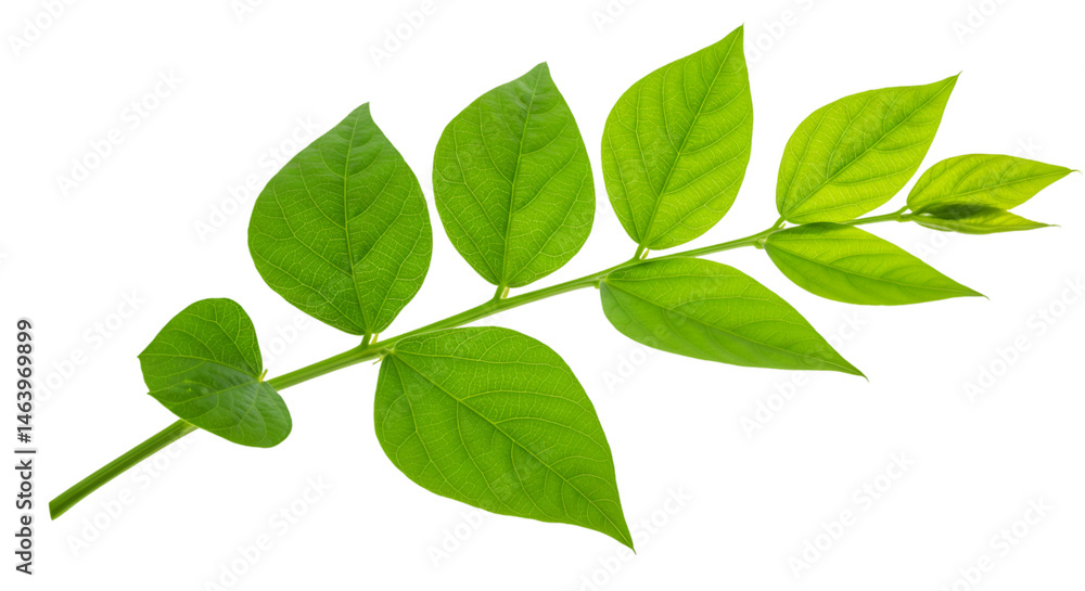 Vibrant green leaves sprout on a stem Vibrant green leaves sprout on a stem