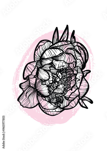 A4, A3, Peony line art vector hand drawn illustration. Art print with beautiful and elegant black and pink spring flower. Highly detailed and high quality graphic asset for online and print.