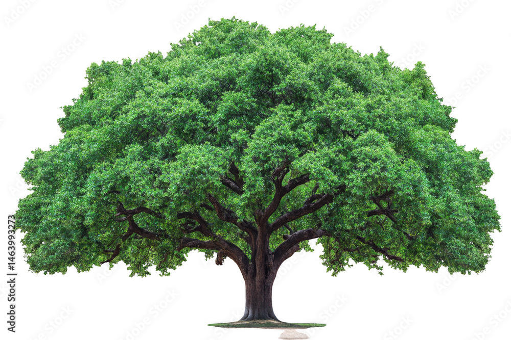 Fototapeta premium Giant tree with wide canopy and lush green leaves stands majestically, symbolizing strength and nature beauty. Its expansive branches create serene atmosphere, inviting tranquility