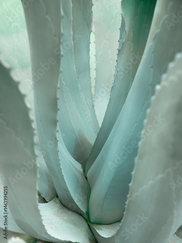 Giant blue-green agave leav...