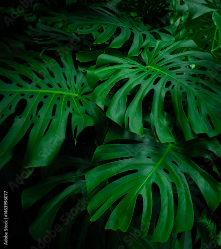 Tropical plant background w...