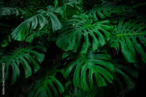 Tropical plant background w...
