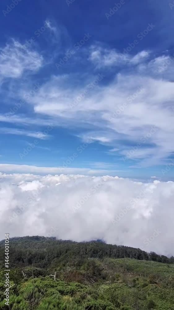 Above the Clouds: Mountain View with Blue Sky and Lush Forest Above the Clouds: Mountain View with Blue Sky and Lush Forest