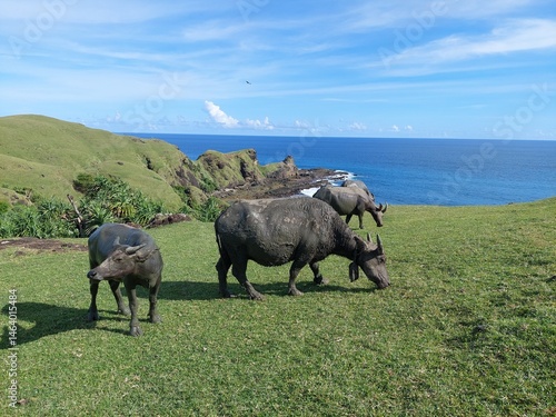 Buffalos in the field