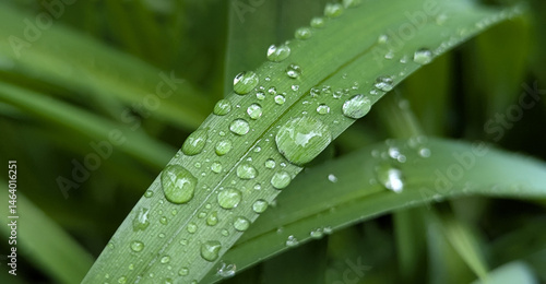 Spring raindrops that remain on broad or tall leaves of plants for some time. Wild or ornamental flowers that nourish the plant during the spring, active growth of the crop