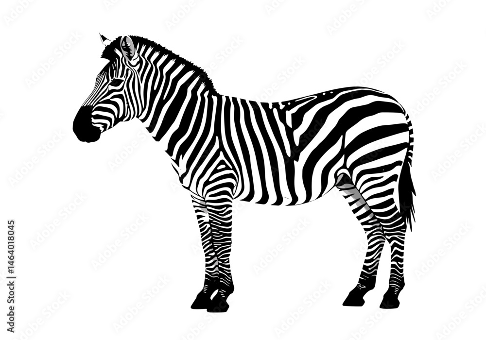 Fototapeta premium Stylized vector image of a zebra standing in profile. Clean black and white illustration suitable for wildlife themes, safari designs, or educational content.