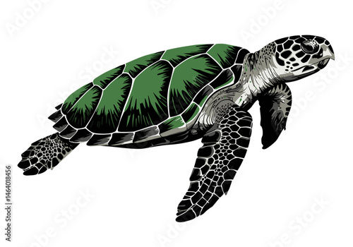 Highly detailed vector illustration of a green sea turtle. Ideal for marine biology, conservation themes, ocean wildlife designs, and educational use.