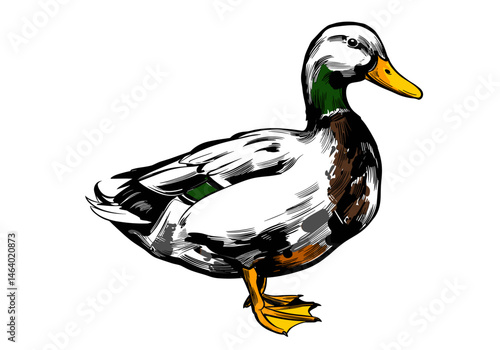 Vector illustration of a mallard duck (male) standing, with vivid green head, yellow bill, and brown, white, and gray feathers. Suitable for nature themes, wildlife content, or farm design.