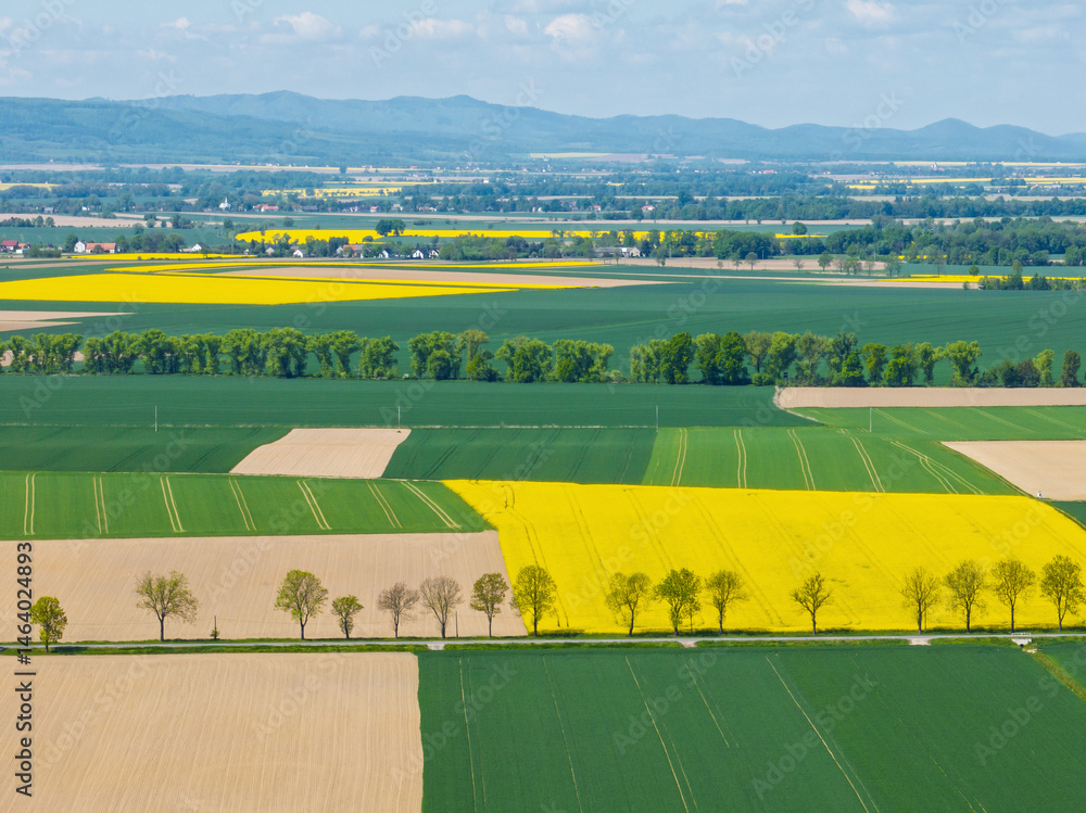 Aerial drone view of beautiful yellow fields rapeseed.Village country farming shapes in fields. Spring fields of yellow blooming rapeseed, growing plants. Fields in the Opole village from a drone.