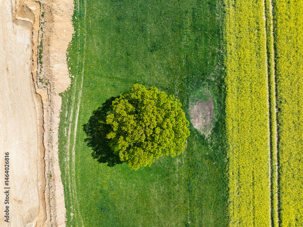 Aerial drone view of beautiful yellow fields rapeseed.Village country farming shapes in fields. Spring fields of yellow blooming rapeseed, growing plants. Fields in the Opole village from a drone.
