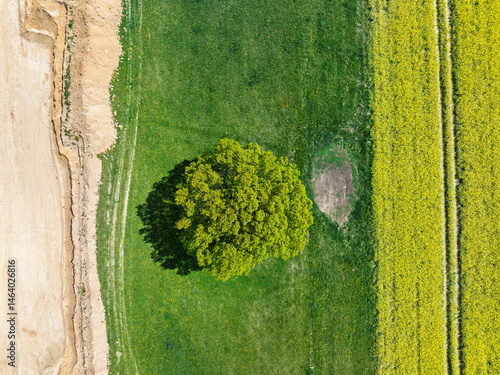 Obraz na płótnie Aerial drone view of beautiful yellow fields rapeseed.Village country farming shapes in fields. Spring fields of yellow blooming rapeseed, growing plants. Fields in the Opole village from a drone. w salonie