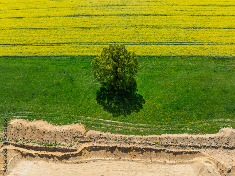 Aerial drone view of beautiful yellow fields rapeseed.Village country farming shapes in fields. Spring fields of yellow blooming rapeseed, growing plants. Fields in the Opole village from a drone.