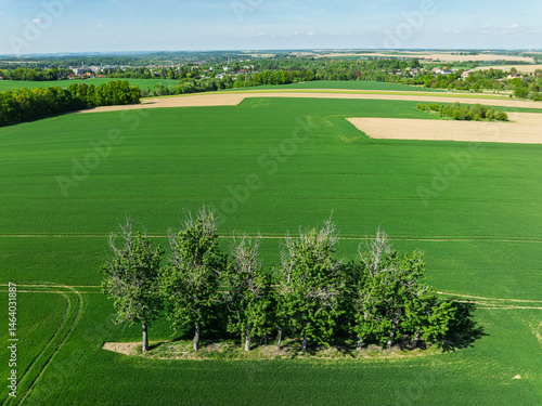 Obraz na płótnie Aerial drone view of beautiful yellow fields rapeseed.Village country farming shapes in fields. Spring fields of yellow blooming rapeseed, growing plants. Fields in the Opole village from a drone. w salonie