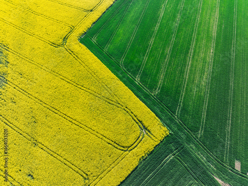 Obraz na płótnie Aerial drone view of beautiful yellow fields rapeseed.Village country farming shapes in fields. Spring fields of yellow blooming rapeseed, growing plants. Fields in the Opole village from a drone. w salonie