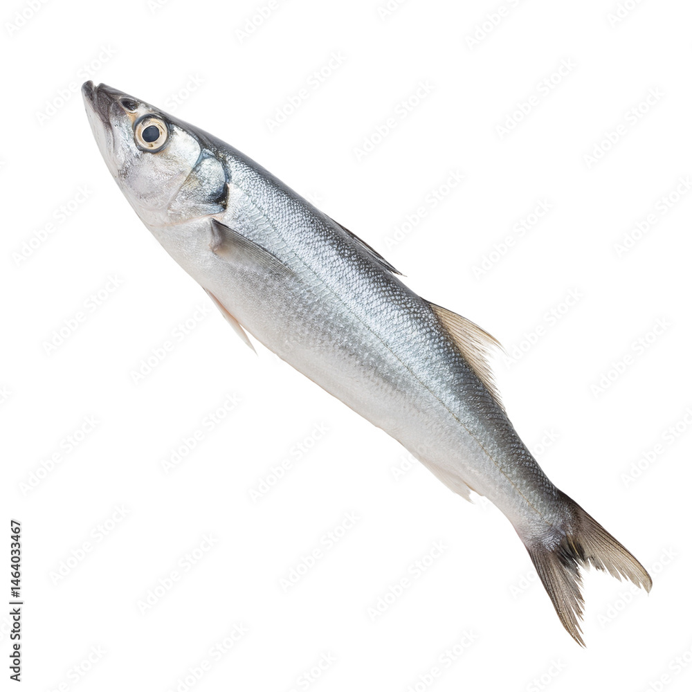 Obraz premium Fresh Whole Fish Isolated on White Background