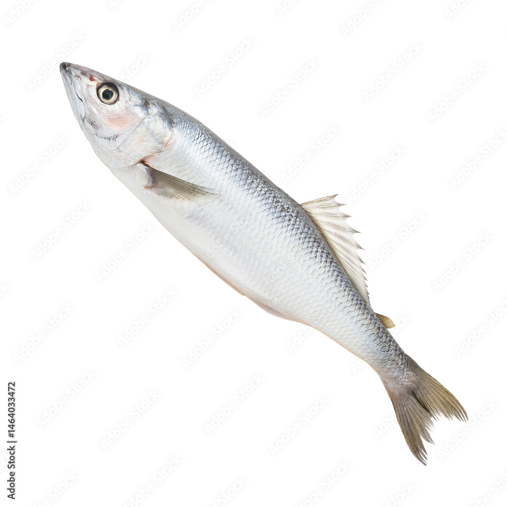 Obraz premium Fresh Whole Fish Isolated on White Background