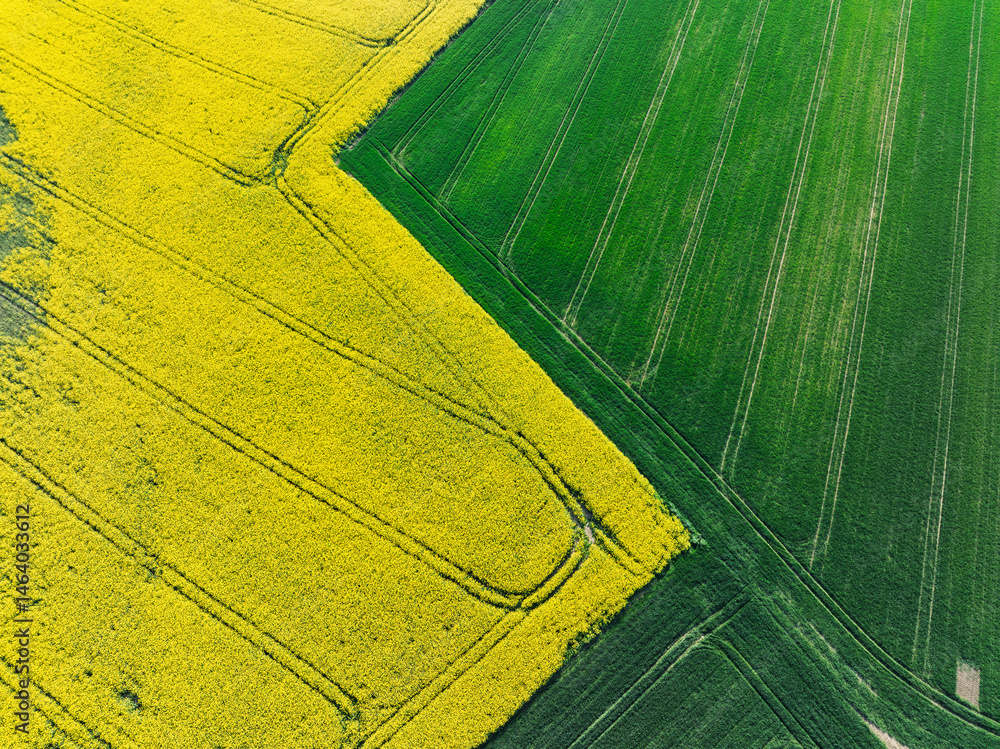 Aerial drone view of beautiful yellow fields rapeseed.Village country farming shapes in fields. Spring fields of yellow blooming rapeseed, growing plants. Fields in the Opole village from a drone.