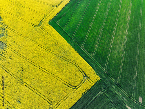 Obraz na płótnie Aerial drone view of beautiful yellow fields rapeseed.Village country farming shapes in fields. Spring fields of yellow blooming rapeseed, growing plants. Fields in the Opole village from a drone. w salonie