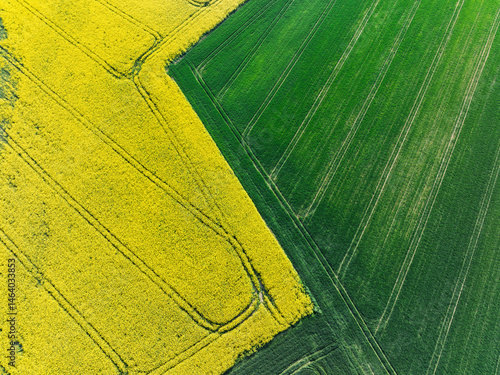 Obraz na płótnie Aerial drone view of beautiful yellow fields rapeseed.Village country farming shapes in fields. Spring fields of yellow blooming rapeseed, growing plants. Fields in the Opole village from a drone. w salonie