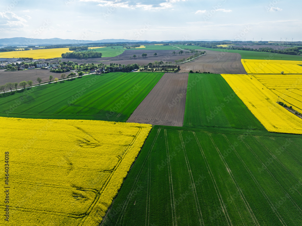 Aerial drone view of beautiful yellow fields rapeseed.Village country farming shapes in fields. Spring fields of yellow blooming rapeseed, growing plants. Fields in the Opole village from a drone.
