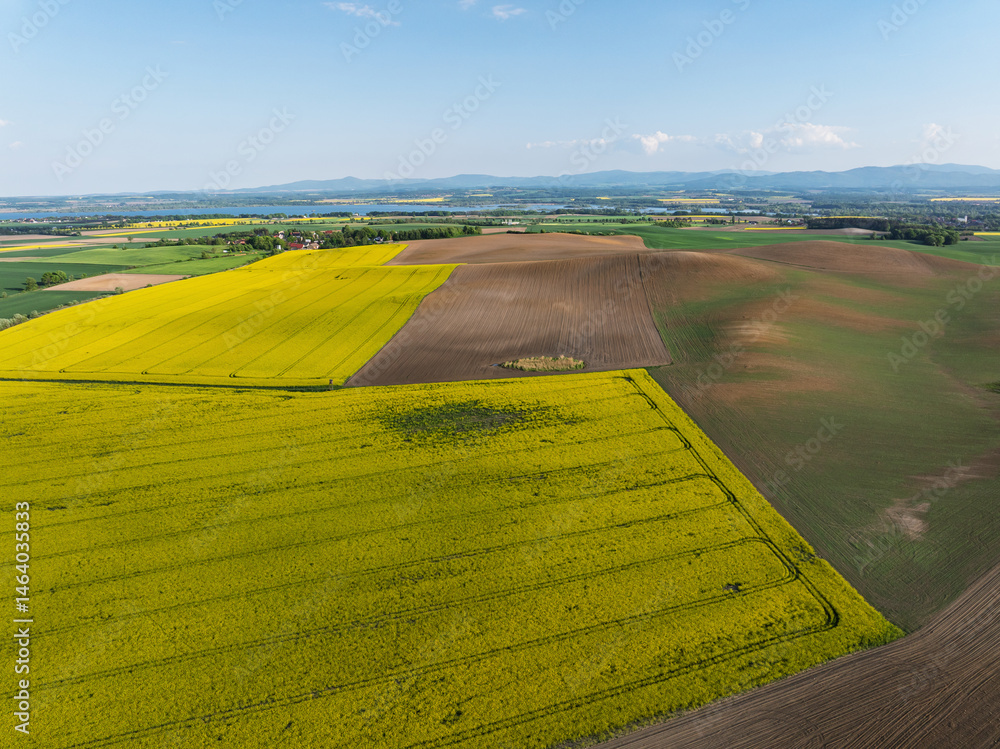 Aerial drone view of beautiful yellow fields rapeseed.Village country farming shapes in fields. Spring fields of yellow blooming rapeseed, growing plants. Fields in the Opole village from a drone.