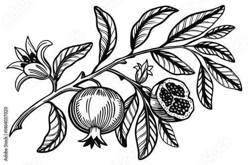 79 Botanical illustration, pomegranate branch, detailed line art, black and white drawing, vintage engraving style, intricate leaves and flowers, cross-hatching texture, scientific accuracy, elegant c