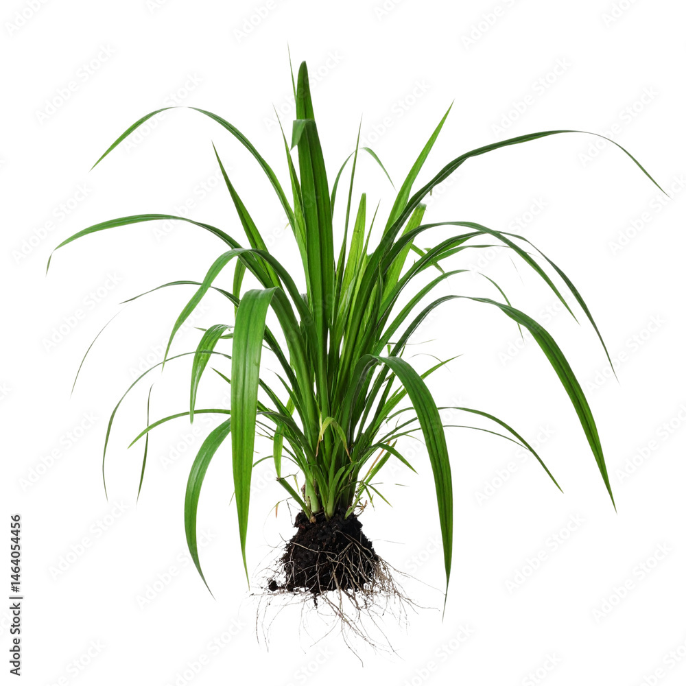 Fototapeta premium green grass isolated on white background