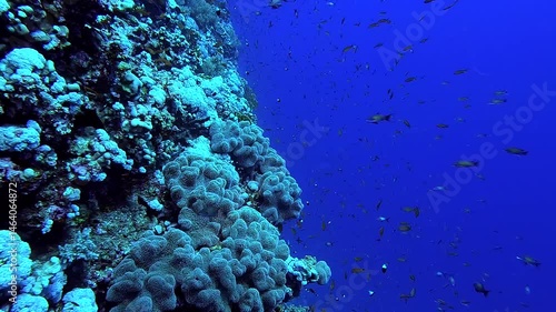 Swimming next to a beautiful reef full of colorful corals and fishes - Egypt Red Sea