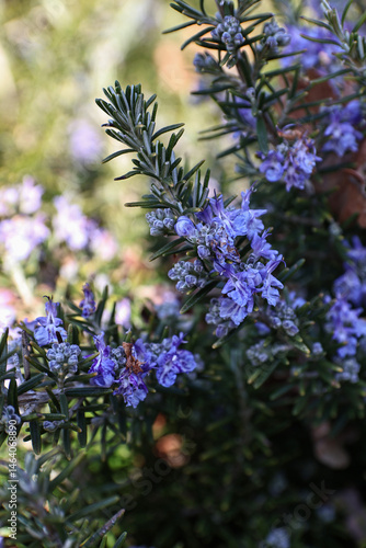 Wallpaper Mural flowering rosemary plant with delicate blue blossoms Torontodigital.ca