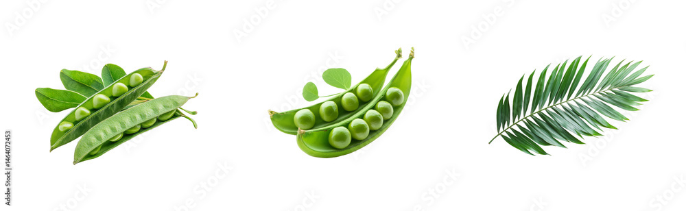 Green Pea Pods and Palm Frond Arrangement on Black, cut out transparent Green Pea Pods and Palm Frond Arrangement on Black, cut out transparent