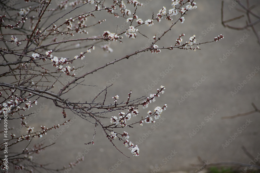 A large branch of blooming apricot against a gray field symbolizes fertility, abundance, and the beginning of a new season. A large branch of blooming apricot against a gray field symbolizes fertility, abundance, and the beginning of a new season.