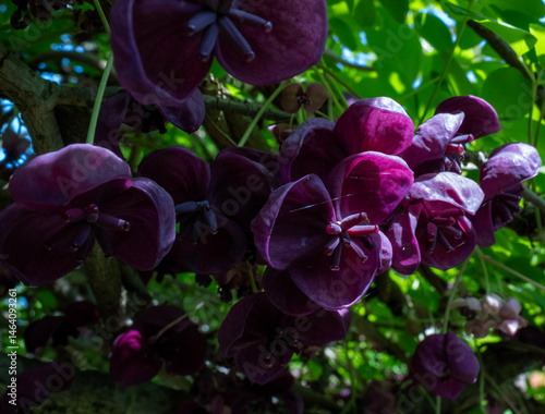 Chocolate Vine (Akebia quinata) in a garden in Suffolk, UK