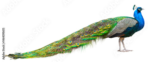 Beautiful Peacock Isolated On White