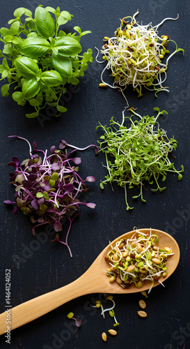 Vibrant Microgreens and Sprouts Illustration on Dark Background with Wooden Spoon