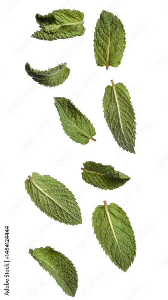 Fresh mint leaves falling down on transparent background Fresh mint leaves falling down on transparent background