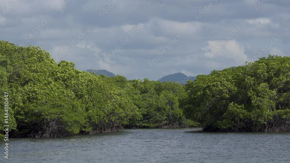 Narrow water channel forming a natural tunnel between dense mangrove trees in Coron, Palawan, Philippines. Narrow water channel forming a natural tunnel between dense mangrove trees in Coron, Palawan, Philippines.