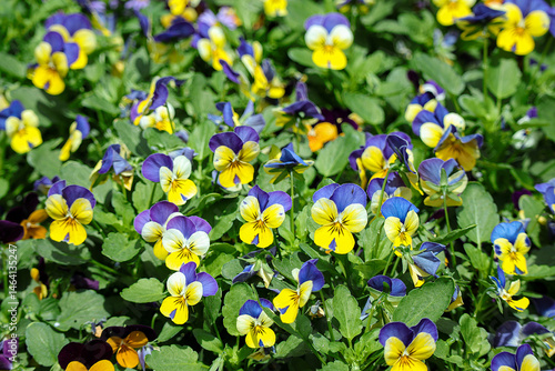 Beautiful blooming of Heartsease or viola tricolor in the garden. Close up of purple yellow pansies.