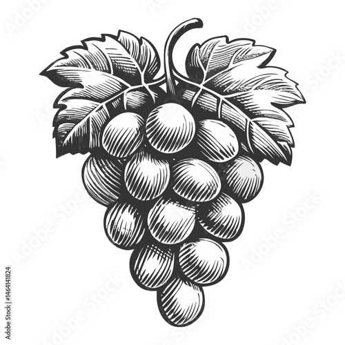 Heart shaped bunch of grapes with detailed leaves, classic botanical illustration