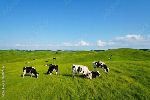 Cows grazing on lush green hills under a clear blue sky.