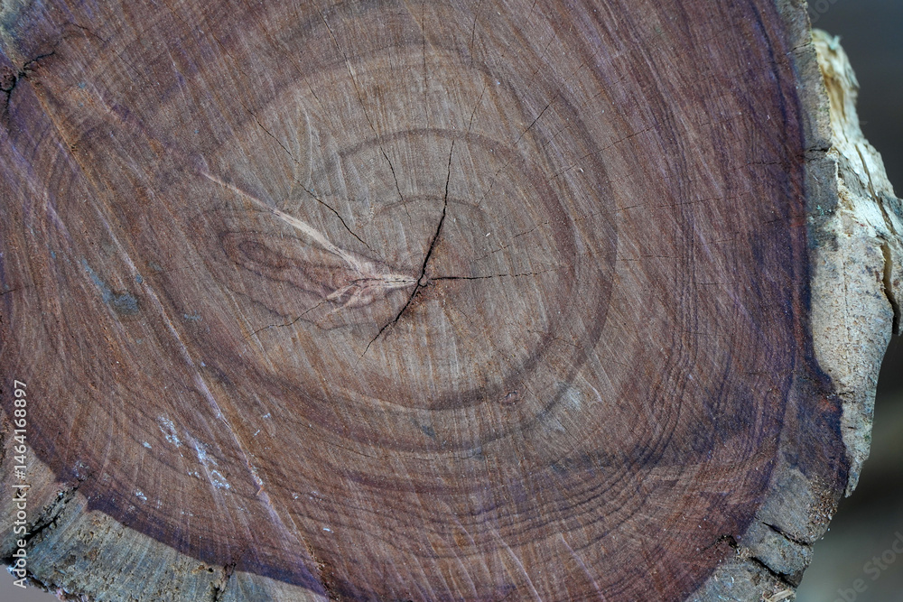Naklejka premium Sawing wood in a wood factory