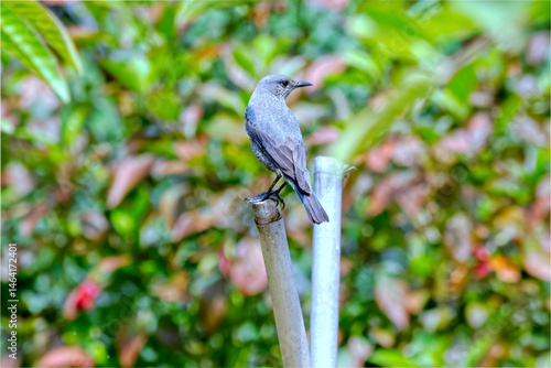 イソヒヨドリの鳴き声
