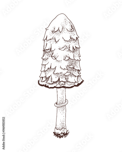 Shaggy inky cap mushroom hand drawn vector
