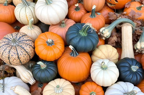 Autumn harvest display of pumpkins and gourds, Generative AI