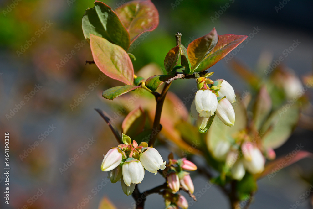 Obraz premium kwitnąca borówka wysoka, kwitnaca borówka amerynkańska, (Vaccinium corymbosum), flowers blue huckleberry, tall huckleberry, swamp huckleberry, high blueberry, swamp blueberry 