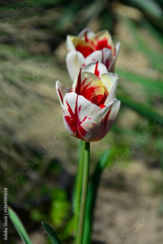 biało-czerwony tulipan w ogrodzie wiosną, piękny czerwony tulipan, red and white tulip in the garden in spring